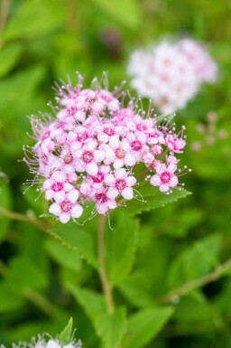 Zwergspiere Spiraea japonica 'Little Princess' strauch 10-15 p13 Spiraea japonica 'Little Princess' Strauch 10-15 cm
