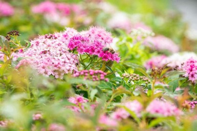 Zwergspiere Spiraea japonica 'Little Princess' strauch 10-15 p13 Spiraea japonica 'Little Princess' Strauch 10-15 cm
