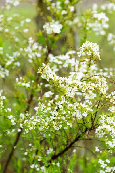 Thunbergs spiere Spiraea thunbergii strauch 20-25 C1,3 Spiraea thunbergii Strauch 20-25 cm