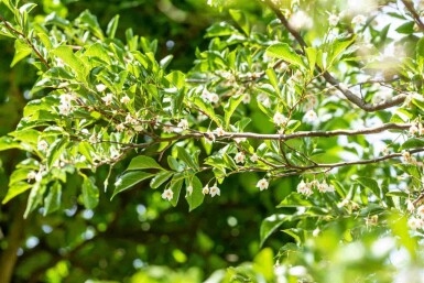 Japanischer schneeglöckchenbaum Styrax japonicus strauch Styrax japonicus Strauch