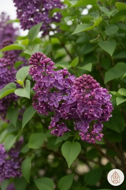 Syringa 'Bloomerang Dark Purple' Strauch