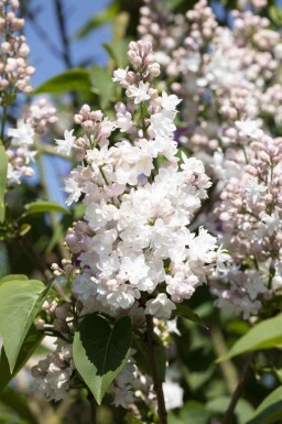 Gemeiner flieder Syringa vulgaris 'Beauty of Moscow' strauch Syringa vulgaris 'Beauty of Moscow' Strauch