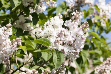 Gemeiner flieder Syringa vulgaris 'Beauty of Moscow' strauch Syringa vulgaris 'Beauty of Moscow' Strauch