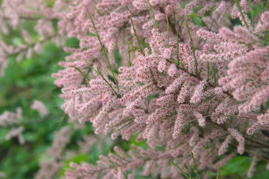 Französische tamariske Tamarix gallica strauch Tamarix gallica Strauch