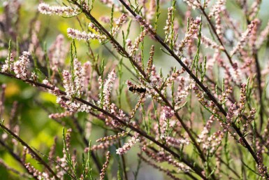 Kleinblütige tamariske Tamarix parviflora strauch Tamarix parviflora Strauch