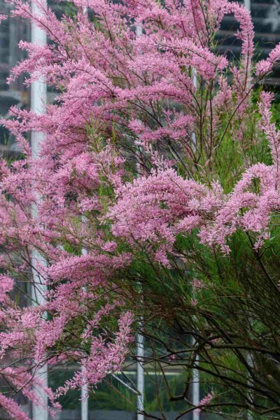 Rosa tamariske Tamarix ramosissima strauch Tamarix ramosissima Strauch