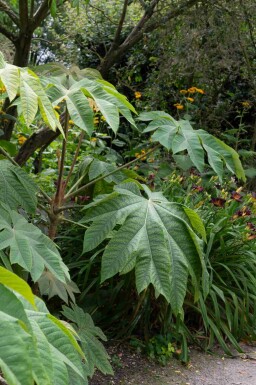 Tetrapanax Tetrapanax papyrifer 'Rex' strauch Tetrapanax papyrifer 'Rex' Strauch