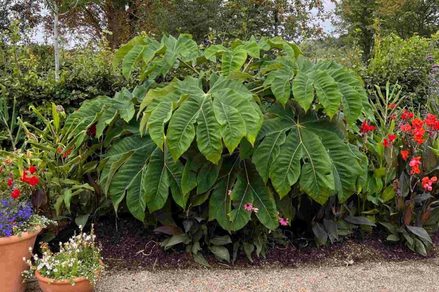Tetrapanax Tetrapanax papyrifer 'Rex' strauch Tetrapanax papyrifer 'Rex' Strauch