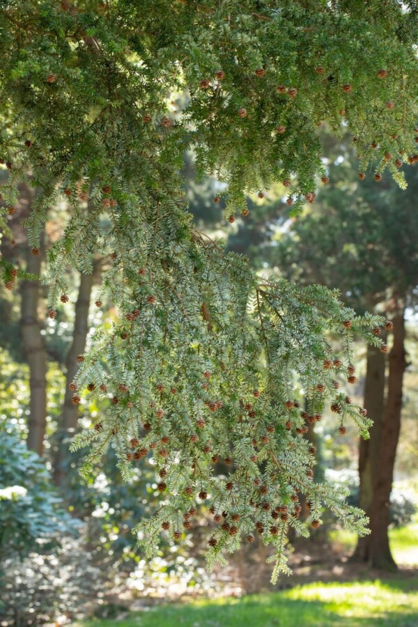 Hemlocktanne Tsuga canadensis strauch Tsuga canadensis Strauch