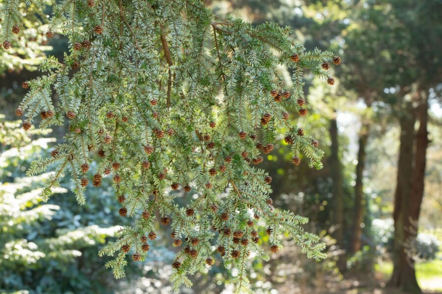 Hemlocktanne Tsuga canadensis strauch Tsuga canadensis Strauch