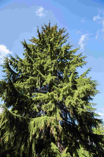 Küstentanne Tsuga heterophylla strauch Tsuga heterophylla Strauch