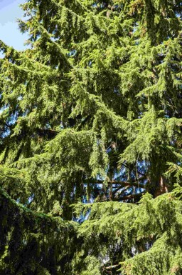 Küstentanne Tsuga heterophylla strauch Tsuga heterophylla Strauch