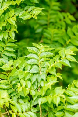 Feldulme Ulmus minor 'Jacqueline Hillier' strauch Ulmus minor 'Jacqueline Hillier' Strauch