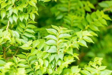 Feldulme Ulmus minor 'Jacqueline Hillier' strauch Ulmus minor 'Jacqueline Hillier' Strauch