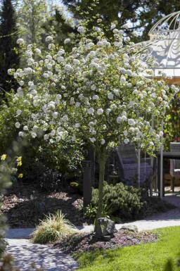 Oster-Schneeball Viburnum burkwoodii strauch Viburnum burkwoodii Strauch
