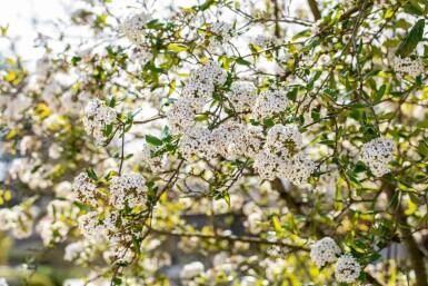 Oster-Schneeball Viburnum burkwoodii strauch Viburnum burkwoodii Strauch