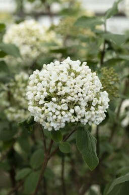 GroĂblumiger Duft-Schneeball Viburnum carlcephalum strauch Viburnum carlcephalum Strauch
