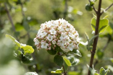 Koreanischer duftschneeball Viburnum carlesii 'Aurora' strauch Viburnum carlesii 'Aurora' Strauch
