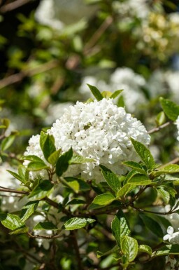 Schneeball Viburnum 'Eskimo' strauch Viburnum 'Eskimo' Strauch