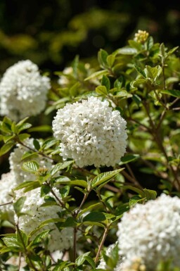 Schneeball Viburnum 'Eskimo' strauch Viburnum 'Eskimo' Strauch