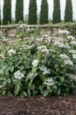 Schneeball Viburnum hillieri 'Winton' strauch Viburnum hillieri 'Winton' Strauch