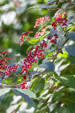 Wolliger schneeball Viburnum lantana strauch Viburnum lantana