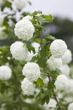 Gewöhnlicher schneeball Viburnum opulus strauch Viburnum opulus