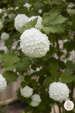 Viburnum opulus Strauch 60-90 cm Wurzel