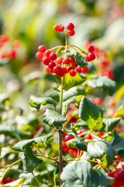 Gewöhnlicher schneeball Viburnum opulus 'Compactum' strauch Viburnum opulus 'Compactum'