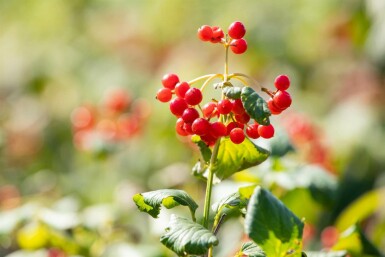 Gewöhnlicher schneeball Viburnum opulus 'Compactum' strauch Viburnum opulus 'Compactum'