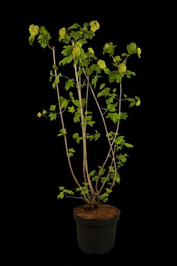 Schneeball Viburnum opulus 'Roseum' strauch Viburnum opulus 'Roseum'