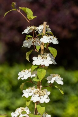 Japanischer schneeball Viburnum plicatum 'Kilimandjaro' strauch Viburnum plicatum 'Kilimandjaro'