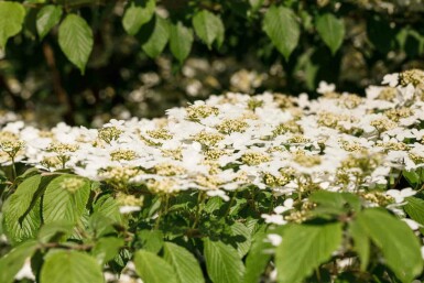 Japanischer schneeball Viburnum plicatum 'Kilimandjaro' strauch Viburnum plicatum 'Kilimandjaro'