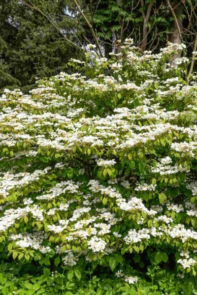 Japanischer schneeball Viburnum plicatum 'Kilimandjaro Sunrise' strauch Viburnum plicatum 'Kilimandjaro Sunrise' Strauch