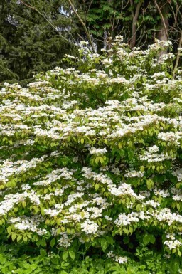 Japanischer schneeball Viburnum plicatum 'Kilimandjaro Sunrise' strauch Viburnum plicatum 'Kilimandjaro Sunrise'