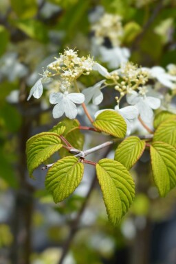Japanischer schneeball Viburnum plicatum 'Kilimandjaro Sunrise' strauch Viburnum plicatum 'Kilimandjaro Sunrise'