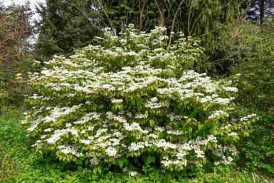Japanischer schneeball Viburnum plicatum 'Kilimandjaro Sunrise' strauch Viburnum plicatum 'Kilimandjaro Sunrise' Strauch