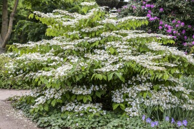 Japanischer schneeball Viburnum plicatum 'Mariesii' strauch Viburnum plicatum 'Mariesii'