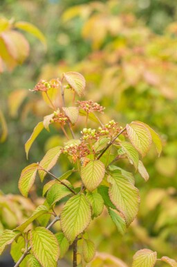 Japanischer schneeball Viburnum plicatum 'Tomentosum' strauch Viburnum plicatum 'Tomentosum'