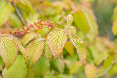 Japanischer schneeball Viburnum plicatum 'Tomentosum' strauch Viburnum plicatum 'Tomentosum'