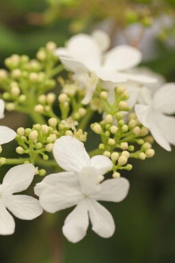 Japanischer schneeball Viburnum plicatum 'Watanabe' strauch Viburnum plicatum 'Watanabe'