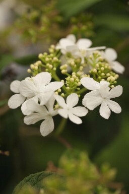 Japanischer schneeball Viburnum plicatum 'Watanabe' strauch Viburnum plicatum 'Watanabe'