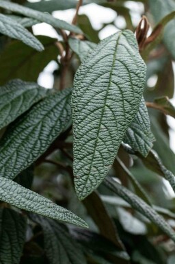 Immergrüner schneeball Viburnum 'Pragense' strauch Viburnum 'Pragense'