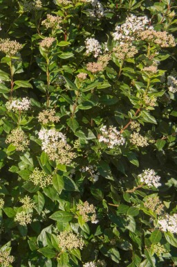 ImmergrĂŒner schneeball Viburnum tinus 'Eve Price' strauch Viburnum tinus 'Eve Price' Strauch