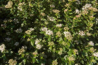 ImmergrĂŒner schneeball Viburnum tinus 'Eve Price' strauch Viburnum tinus 'Eve Price' Strauch
