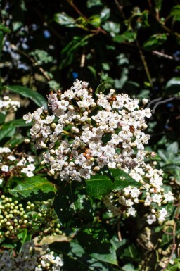 ImmergrĂŒner schneeball Viburnum tinus 'Gwenllian' strauch Viburnum tinus 'Gwenllian' Strauch