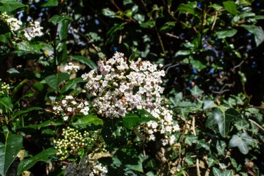ImmergrĂŒner schneeball Viburnum tinus 'Gwenllian' strauch Viburnum tinus 'Gwenllian' Strauch