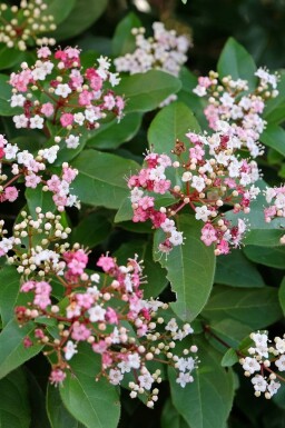 ImmergrĂŒner schneeball Viburnum tinus 'Lisa Rose' strauch Viburnum tinus 'Lisa Rose' Strauch
