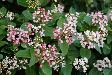 ImmergrĂŒner schneeball Viburnum tinus 'Lisa Rose' strauch Viburnum tinus 'Lisa Rose' Strauch