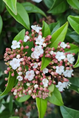 Immergrüner schneeball Viburnum tinus 'Spirit' strauch Viburnum tinus 'Spirit' Strauch